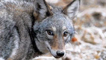 Coyotes In Pennsylvania