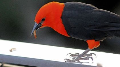 A scarlet-headed blackbird feasts on mealworms.