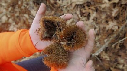 Sara Fitzsimmons holds chestnut husks under an American chestnut tree found growing in the wild near the orchard she helped plant.