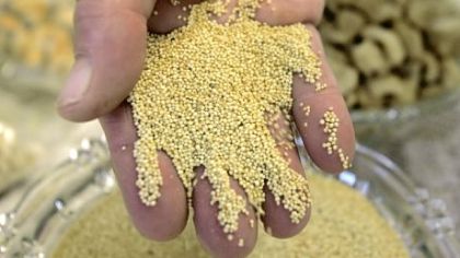 A worker holds a handful of amaranth grain. Two researchers at Carnegie Mellon University want to re-engineer the  amaranth plant to change its taste and gain a greater release of nutrients during digestion.