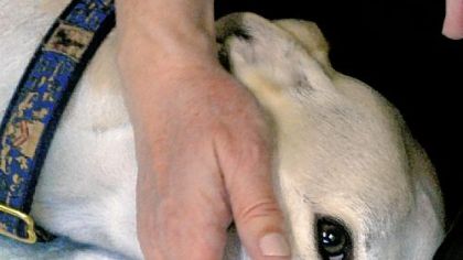 Mr. Bingley, a 14-month-old whippet.