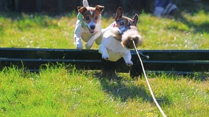 Jack Russell terrier races are a popular pre-horse race event.