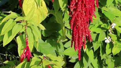 Researchers hope the pro-vitamin A found in amaranth leaves will counter common problems of vitamin A deficiency.
