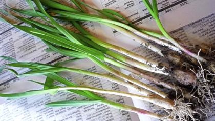 Wild leeks foraged in Brookville, Ohio, on Sunday. The leaves are flat but not as wide as on ramps, or Allium tricoccum, so they could be another species or variety such as burdickii.
