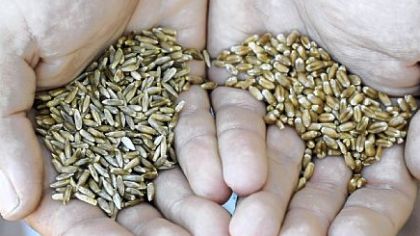 Nigel Tudor holds Aroostook Rye wheat (left) and Mixine, a hard Red Winter wheat) grown at his family's Weatherbury Farm in Independence Twp., Washington County.