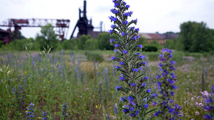 Blueweed (Echium vulgare) and crown vetch (Securigera varia) grow in a meadow near the Carrie Furnaces, a remainder of  U.S. Steel's Homestead Works.


PG slideshow: 'Leave It to Time'
