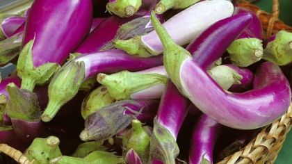 Eggplants come in a variety of shapes.
