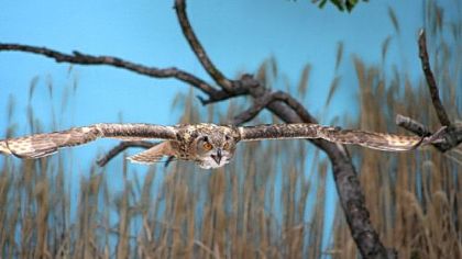 A Eurasian Eagle Owl (like the one owned by Draco Malfoy in the Harry Potter films) in flight at the National Aviary. Eagle Owls are one of the largest species of owls in the world.
