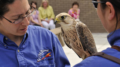 Isis, a 2-year-old lanner falcon, that is being trained for the National Aviary's flight demonstrations to be held at its new Sky Deck, sits between Christa Gaus, left, and Cathy Schlott.