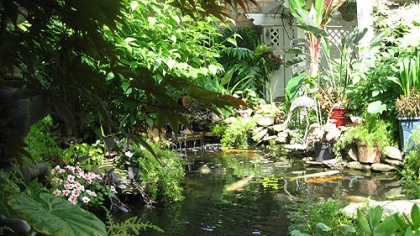 A koi pond takes up half of Jennifer Guercio's backyard.