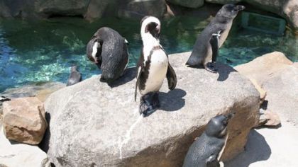 Penguins sun themselves at the National Aviary.