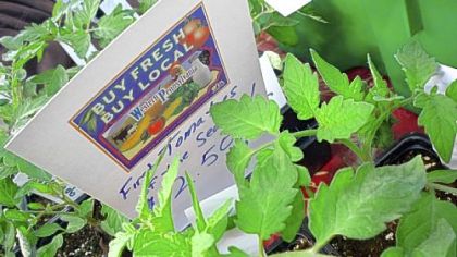 "The first tomato plants of the season" for sale at the Dillner Family Farm booth at the Farm to Table show.