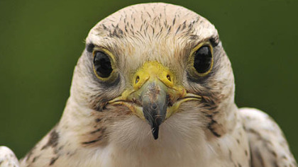 A closer view of Isia, a 2-year-old lanner falcon.