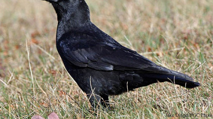 Pittsburgh bird counters reported 52 species last year, with American crows == at 2,392 == the most numerous.