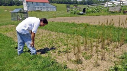 Nigel Tudor checks the Einkorn wheat growing at his family's Weatherbury Farm in Independence Twp., Washington County.