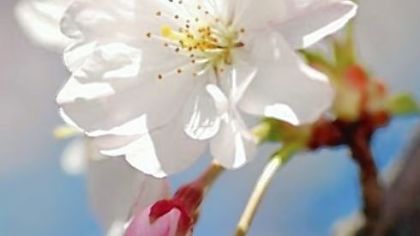 Closeup taken last spring of cherry blooms on trees planted by the Sakura Project in North Park.