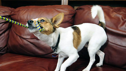 The newest member of the Krenn family is Larry, a two-year-old Jack Russell Terrier-chihuahua mix that was found in a garbage can.