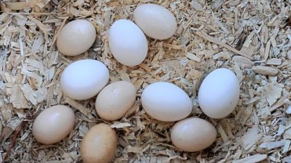 Eggs laid by Zoe, a Buff Orpinger chicken at Nancy Chubb's house in Spring Hill.