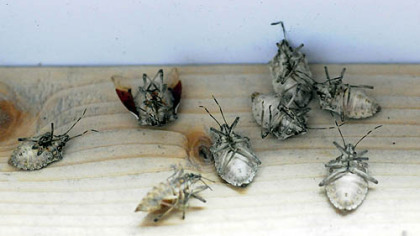 Dead stink bugs at the attic of Dean Osterritter house in Spring Hill.