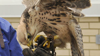 Thick gloves are a necessity during training sessions for Isis, a 2-year-old lanner falcon.