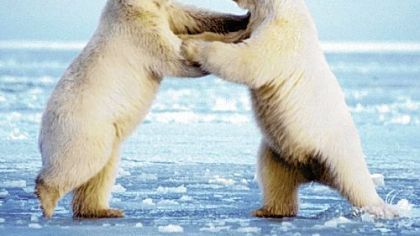 Polar bears frolic in Alaska's wilderness in this photo from the book "The Quiet World."