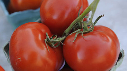 Tomatoes from Harvest Valley Farms in Valencia.