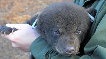 A 2-month-old cub is tagged and examined by a wildlife conservation officer of the Pennsylvania Game Commission before being released in Cambria County March 17.
