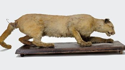 This 2006 photo shows the taxidermy of the eastern cougar said to have been the last cougar killed in Pennsylvania in 1874 by Thomas Anson.