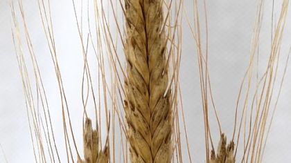 Austrian Landrace variety of Einkorn wheat.