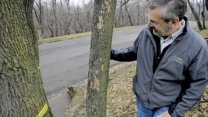Phil Gruszka, director of park management and maintenance for Pittsburgh Parks Conservancy, shows ash trees damaged by the emerald ash borer in Schenley Park.