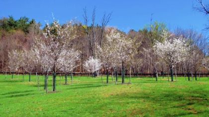 Cherry trees planted by the Sakura Project bloom last spring in front of an old stand of white pine trees in North Park.