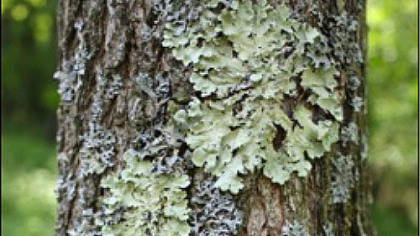 At home on a host tree, Common Greenshield (Flavoparmelia Caperata)