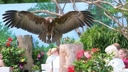 A hooded vulture flies above the audience at the National Aviary.
