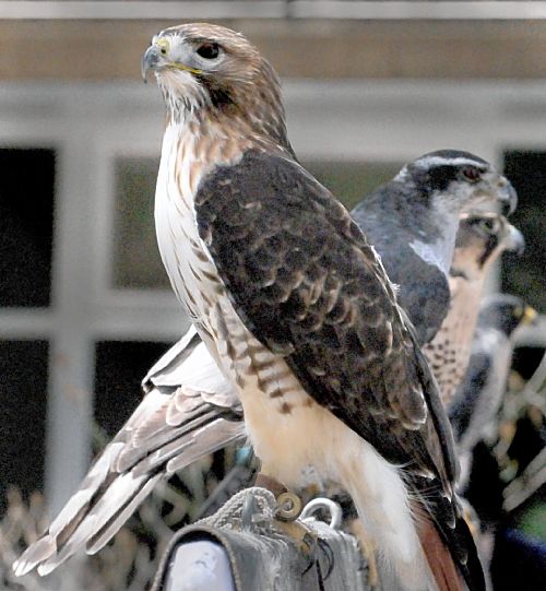 top 28 birds of prey pennsylvania photo study of birds top 28 birds of prey pennsylvania photo study of birds