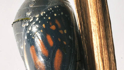 In the first image, the butterfly is seen through its chrysallis as it starts to break free.