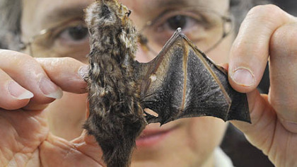 Suzanne B. McLaren, the collection manager in the Carnegie Museum of Natural History's section of mammals, extends the wing of an approximately 3-inch specimen of a Seminole bat, rare in Pennsylvania, which was reportedly killed in the vicinity of a wind turbine.