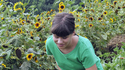 Alexandra Brazelton, 15, of South Fayette, places sunflowers in a bucket Tuesday after they were trimmed at Simmons Farm as part of the Watson Institutes new summer program, Camp SCALE. Participants work four days each week at the farm.