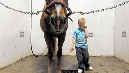 Timmy Langer, 6, of Irwin, pauses before cleaning the hooves of Buddy at Nickers 'n Neighs, a therapeutic riding center in Westmoreland County. Timmy, who has autism, learns to ride and take care of horses at the center, a nonprofit that uses horses to promote cognitive, social and emotional well-being for people who have disabilities.