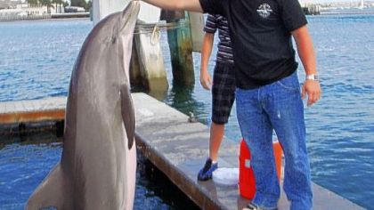 P. J. Byers feeding a dolphin in San Diego.