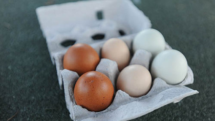 Eggs from Nancy Chubb's flock. From left: Black Copper Maran eggs, Faverolles eggs and Easter Egger eggs