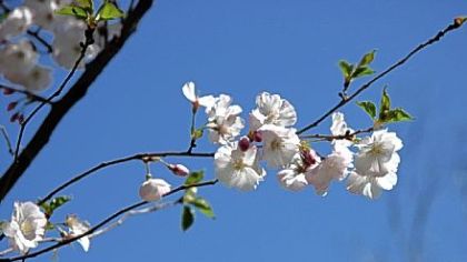 'Accolade' cherry tree, planted in North Park by Sakura Project.
