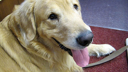 Xante, a golden retriever born in 2009, will report July 6 to The Seeing Eye Inc. as he continues his training to help a blind person. Xante has spent his first 18 months with his "mom," Joan Ardisson, assistant to Post-Gazette publisher and editor-in-chief, John Robinson Block. As part of his early training, Xante came to the Post-Gazette offices and newsroom. He has found great "pupularity" among PG employees and his Facebook friends called "wag-a-muffins."