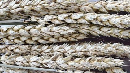 Frederick, a Soft White Winter Wheat.