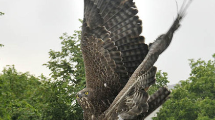 Dillon, the National Aviary's martial eagle, spreads his wings as he takes to the air on the Sky Deck.