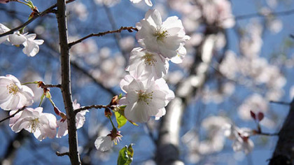 'Accolade' cherry trees planted in North Park by members of The Sakura Project.