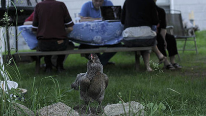 Cadbury, an Easter Egger chicken forages in the lawn at the Chubb household in Spring Hill