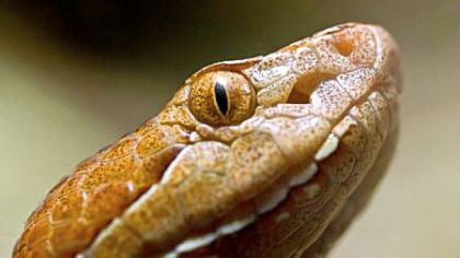 Cat-like pupils are a defining feature of the copperhead, as well as diamond-shaped head and distinctive brown bands.