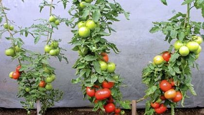 An ungrafted plant, left, next to a grafted one.