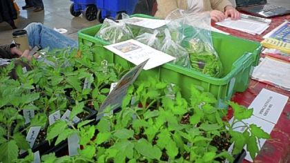 Jane Dillner with her early tomato plants at the Dillner Family Farm booth at the Farm to Table show at the David L. Lawrence Convention Center, Downtown.