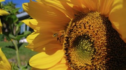 "Queen of the Sun" explains colony collapse disorder, in which bees disappear from their hives.